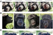 梦见含血国际最新研究：机器人“打哈欠” 黑猩猩被传染