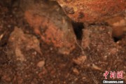 梦见含血江西发现蜘蛛新物种 为研究呵叻蛛属适应区域提供依据