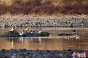 梦见含血歙县完成安徽首个县域生物多样性调查 共记录物种近4千种